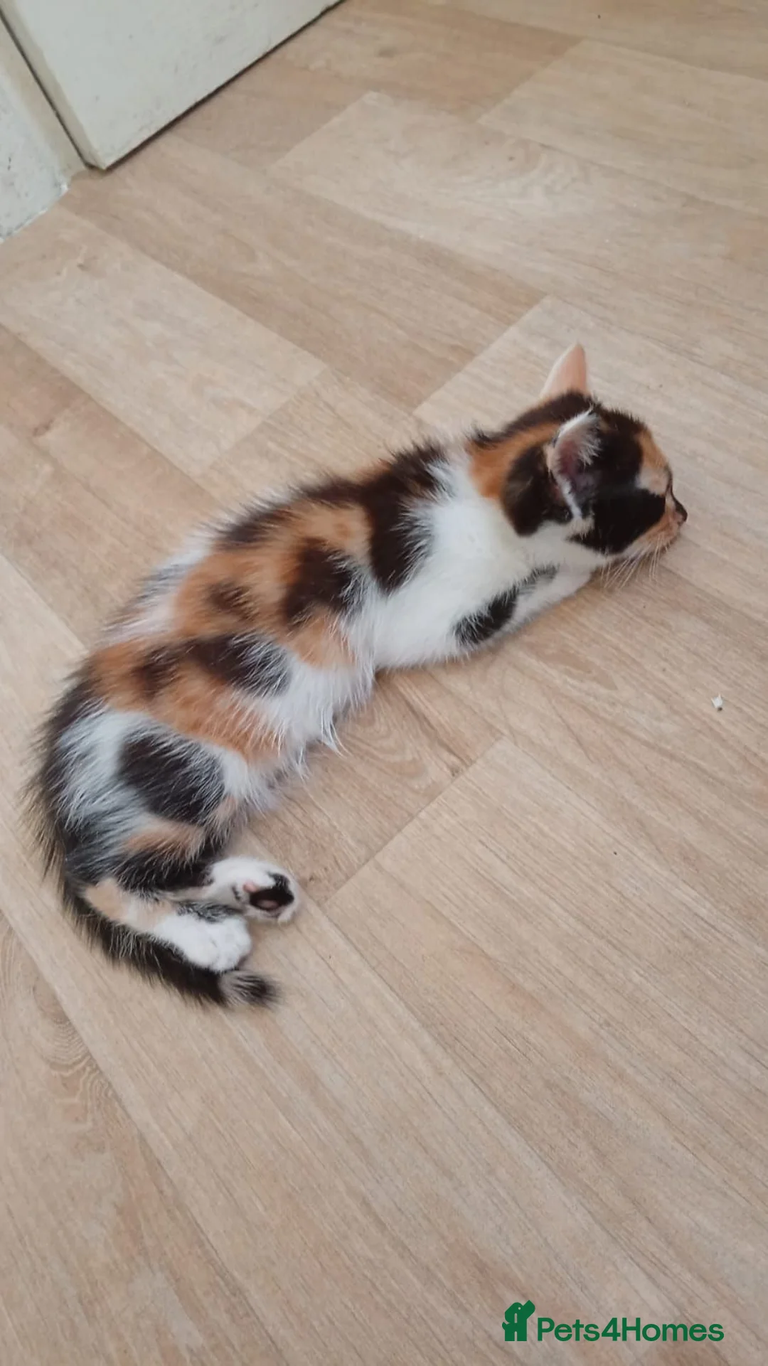 Mixed Breed cats for sale: 4 kittens  **   in Nottingham - Advert 3