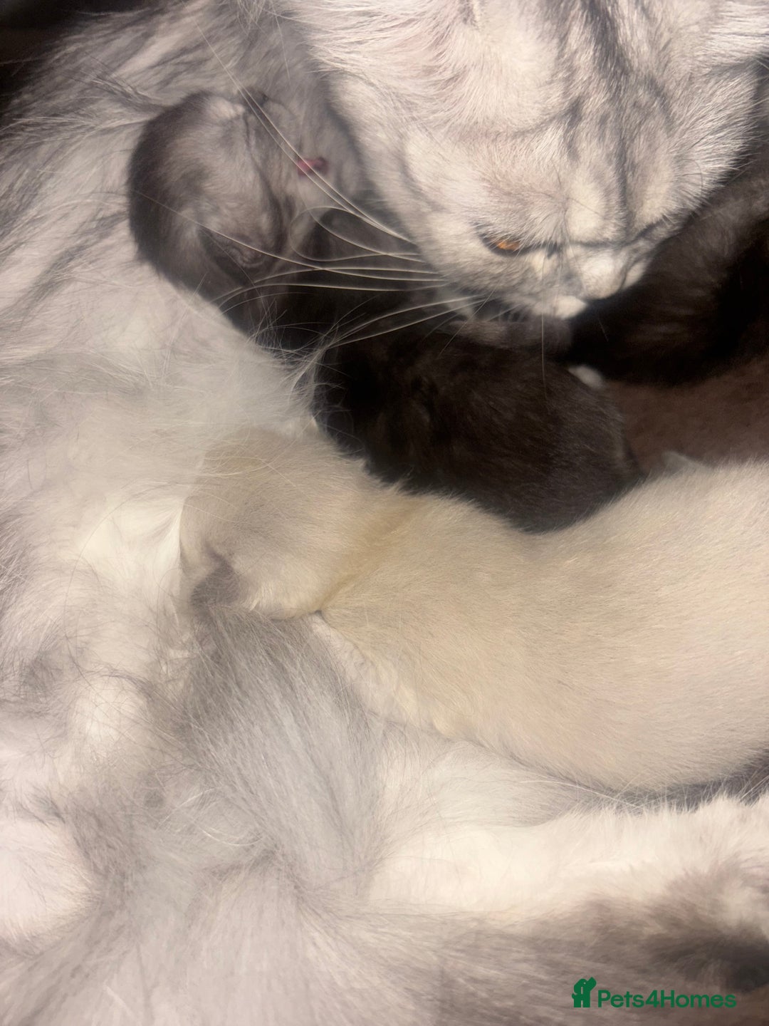 Perdoll cats for sale: Beautiful perdoll babies - Image 1