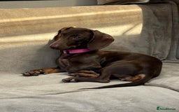 Miniature Dachshund dogs for sale: Beautiful mini dachshund little lady full pedigree - Image 1