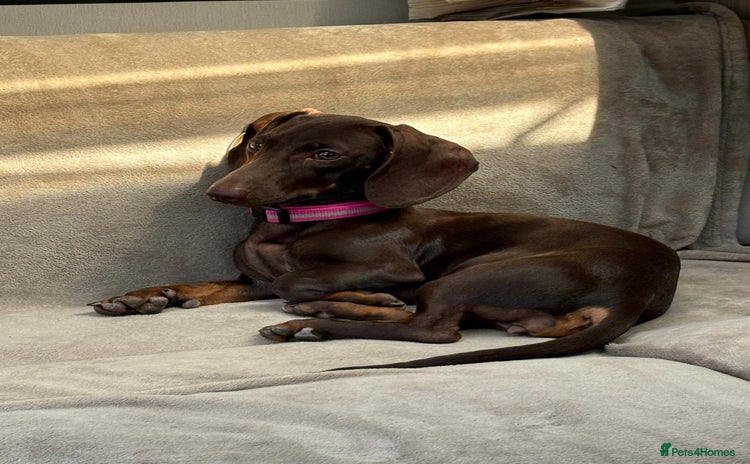 Miniature Dachshund dogs - Advert 4