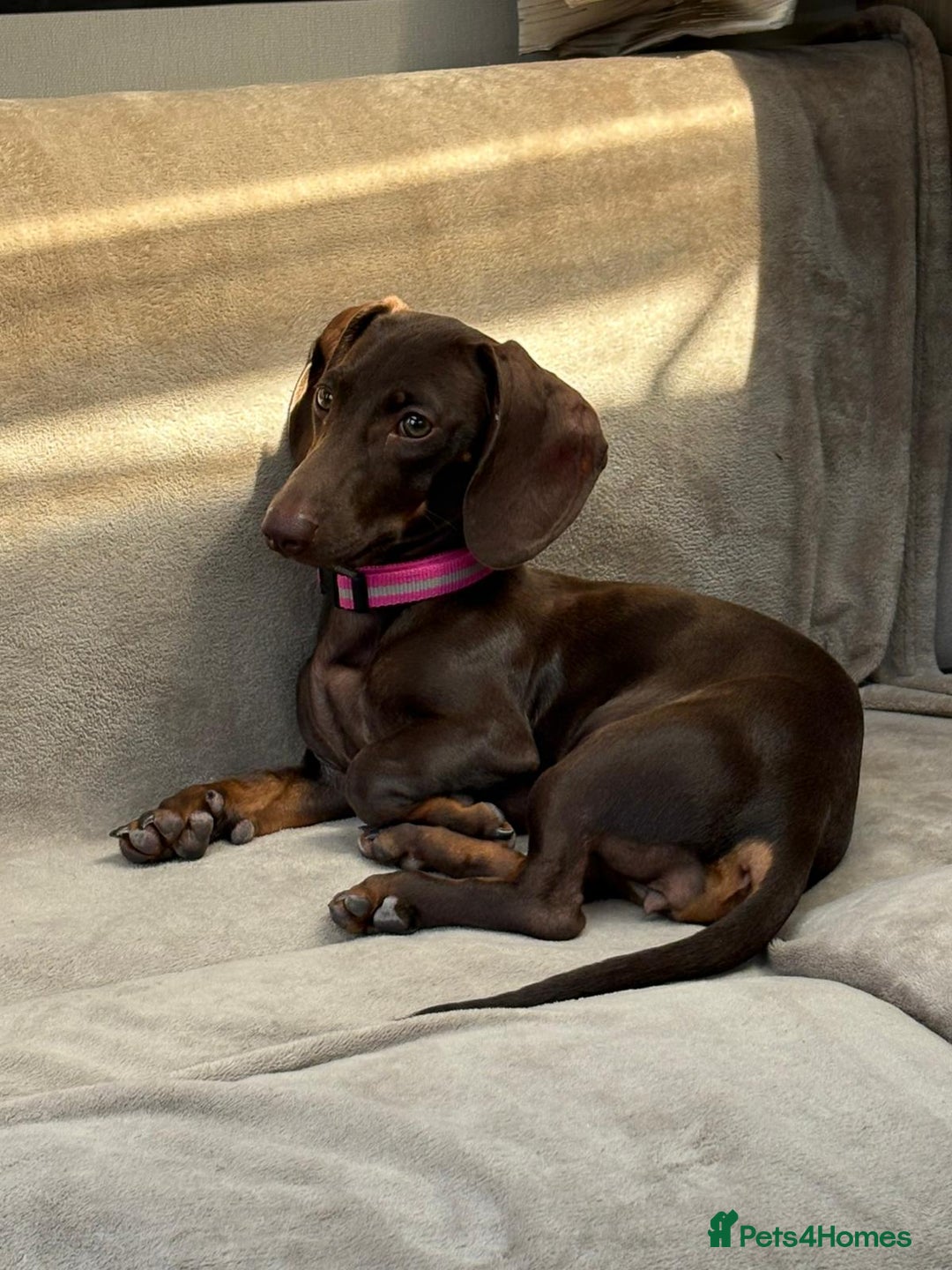 Miniature Dachshund dogs for sale: Beautiful mini dachshund little lady full pedigree - Image 1