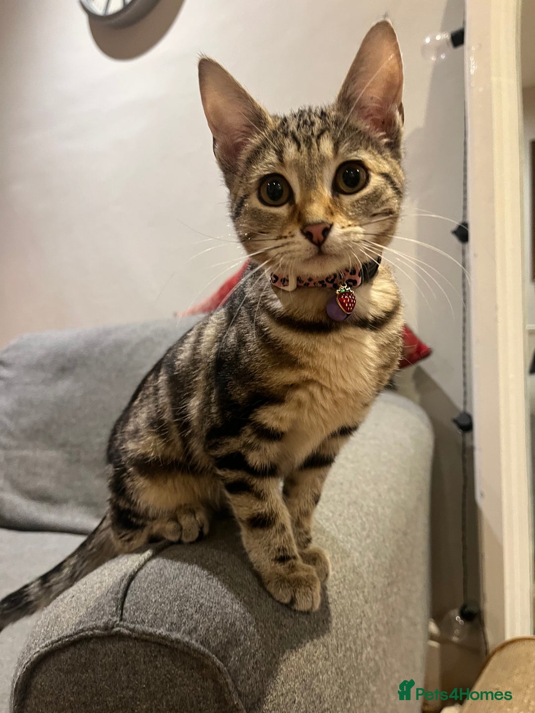 Mixed Breed cats for sale: Sibling Female Bengal x Ragdoll x 2 17 weeks old - Advert 4