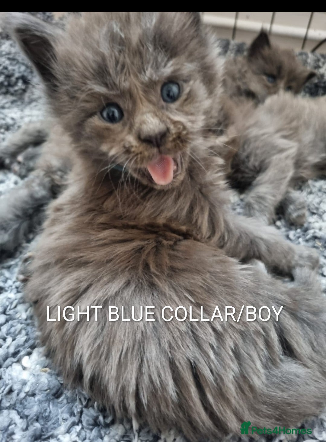 Maine Coon cats for sale: GREAT QUALITY MAINE COON KITTENS/DNA/GCCF  - Advert 17