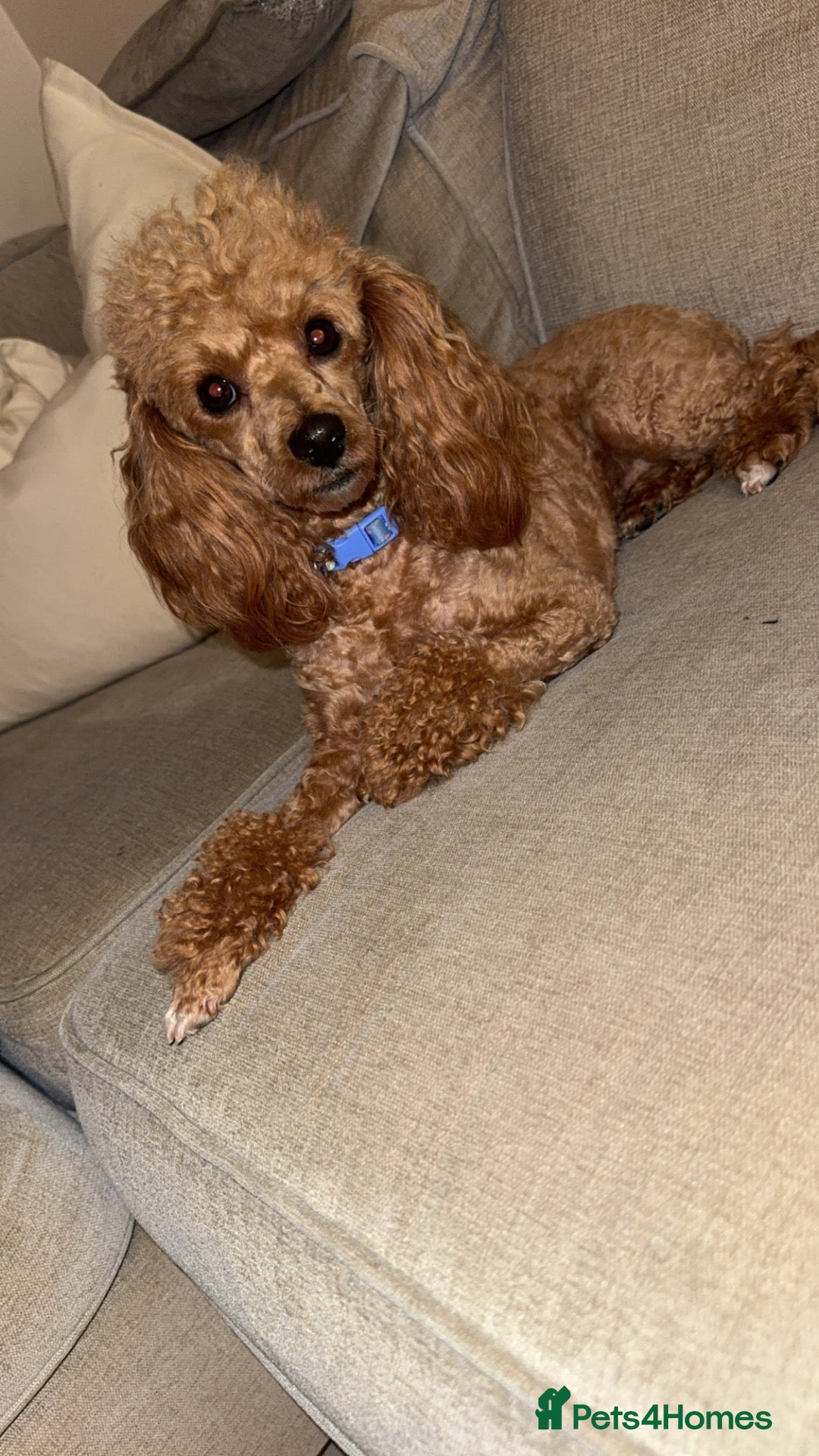 Toy Poodle dogs Toy poodle female  - Advert 4