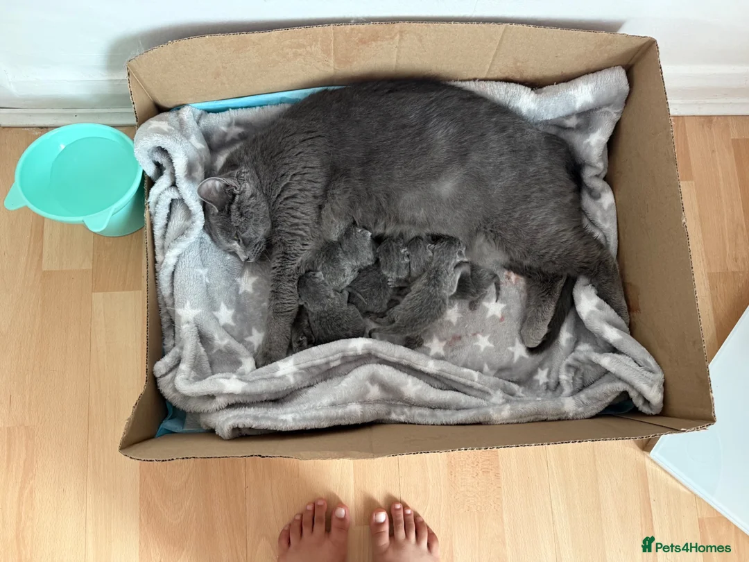 British Shorthair cats for sale: Blue/grey British Shorthair kitten  - Advert 7