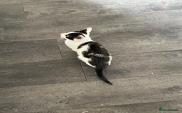 Mixed Breed cats for sale: 1yr female cat.2 playful male kitten available  in Stoke-on-Trent - Image 12