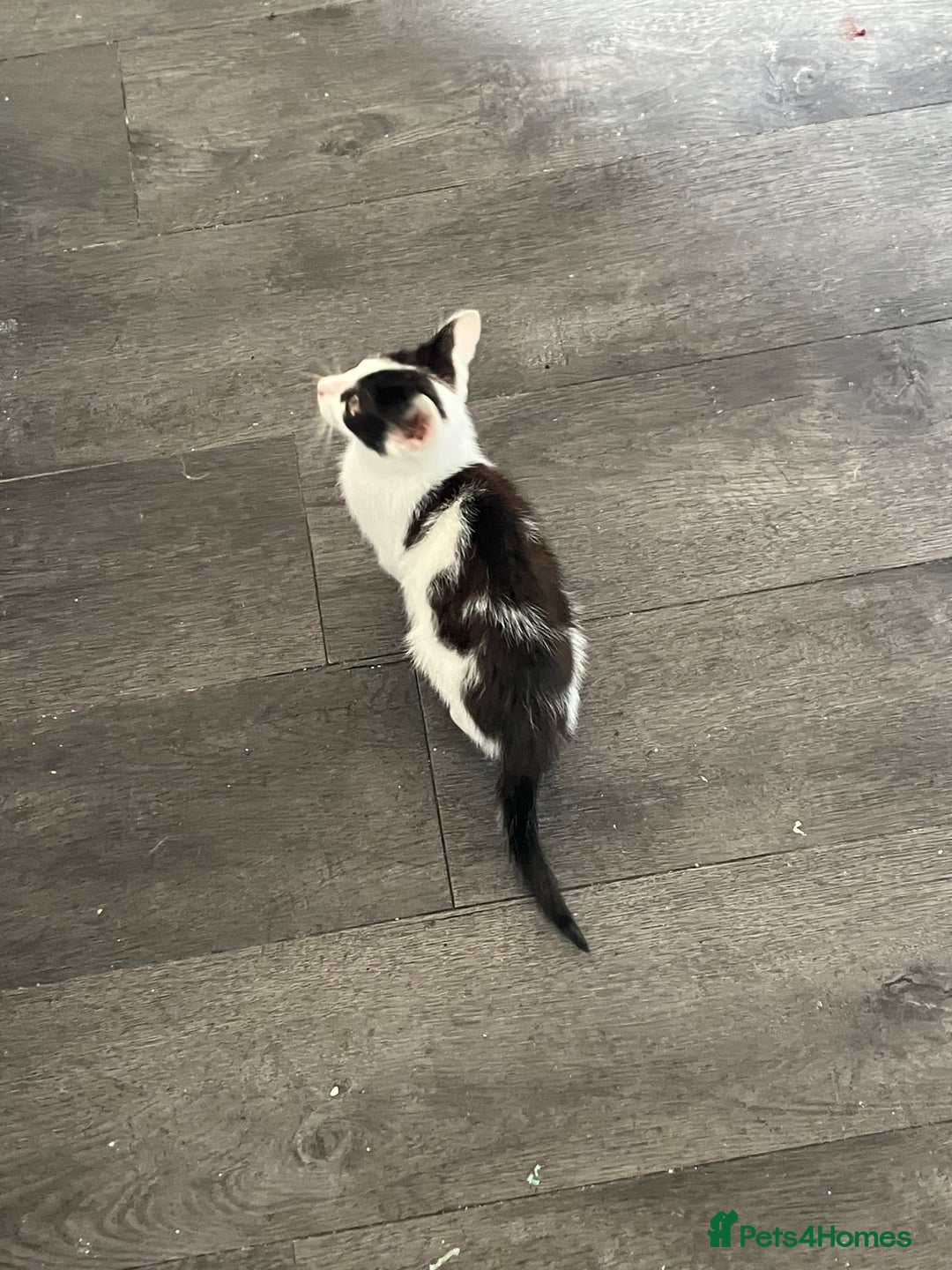Mixed Breed cats for sale: 1yr female cat.2 playful male kitten available  in Stoke-on-Trent - Image 12