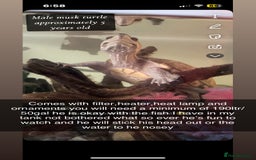 Turtle reptiles for sale: Musk turtle  - Image 2