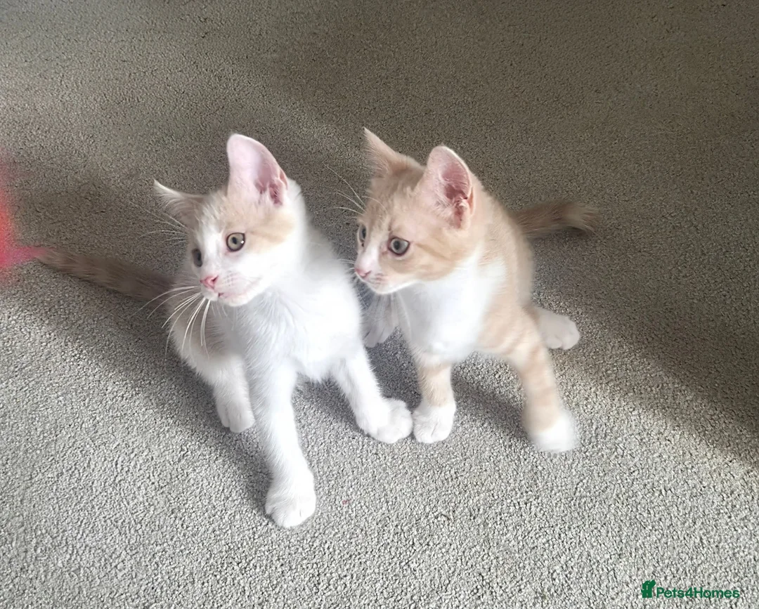 Mixed Breed cats for sale: Beautiful boys - Advert 2