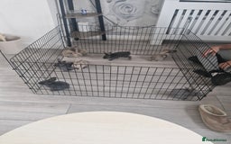 English rabbits for sale: Baby rabbits - Image 1