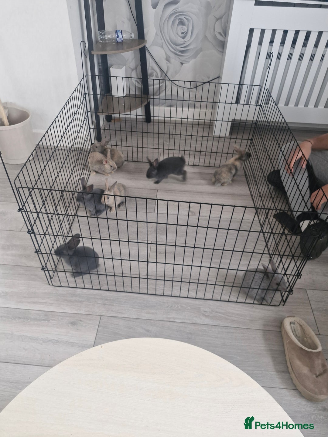 English rabbits for sale: Baby rabbits - Image 1