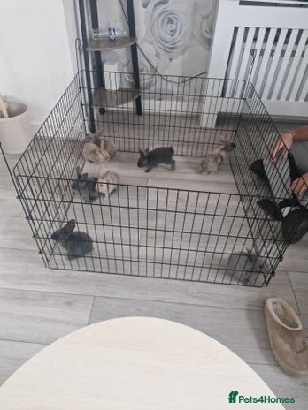 English rabbits - Advert 1