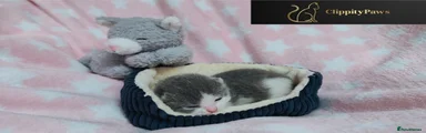 British Shorthair Kitten 4