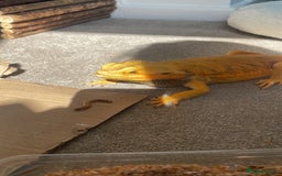 Dragon reptiles for sale: bearded dragon - Image 4