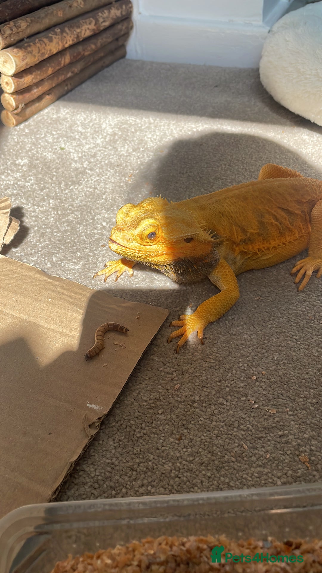 Dragon reptiles for sale: bearded dragon - Image 4