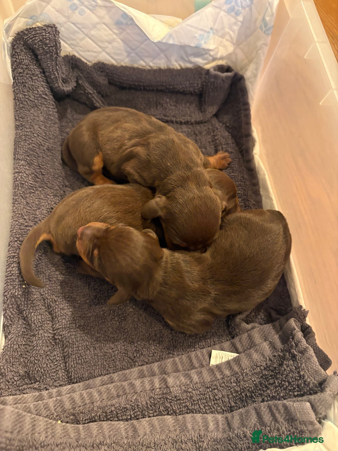 Dachshund dogs for sale: Dachshunds for Sale - Advert 3