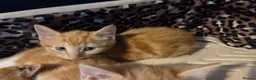 Mixed Breed cats for sale: Ginger Tabby Kittens - Advert 8