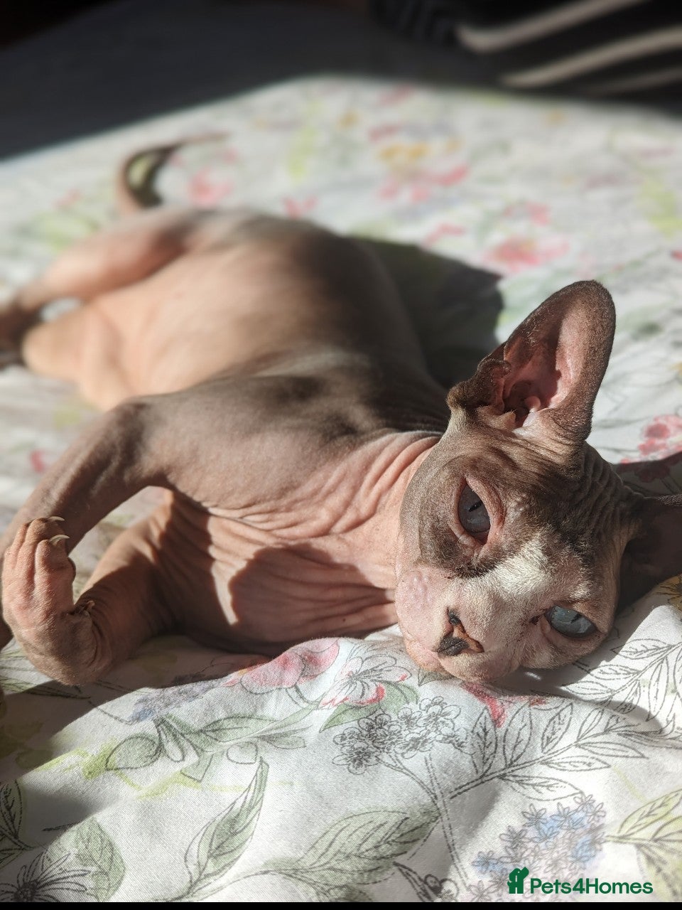 Sphynx cats Female Adult Sphynx cat for rehoming - Advert 5