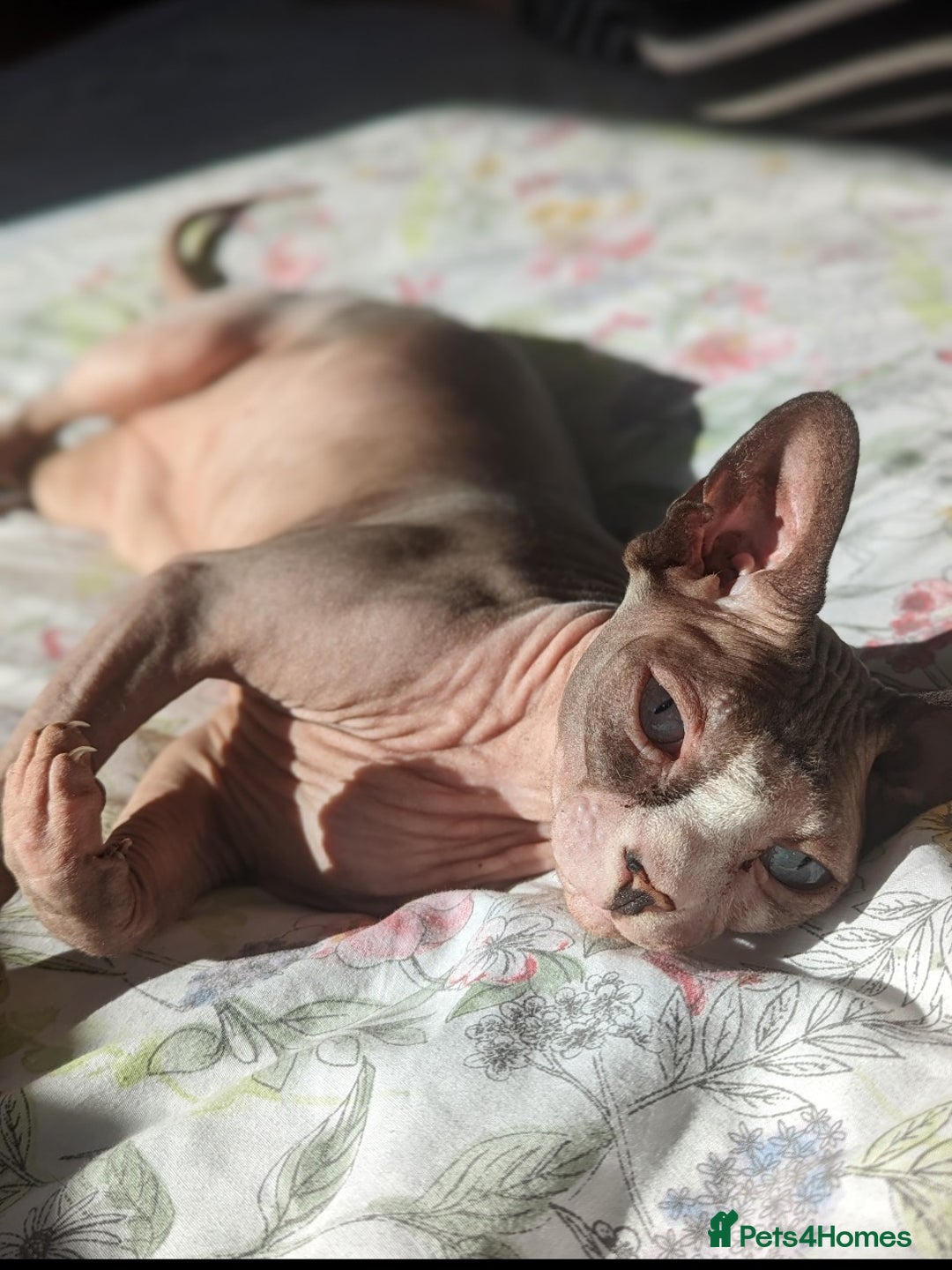 Sphynx cats for sale: Female Adult Sphynx cat for rehoming - Advert 1