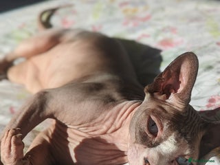 Sphynx cats Female Adult Sphynx cat for rehoming - Advert 1
