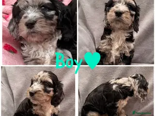 Cockapoo dogs F1 Cockapoo Puppies - Advert 3