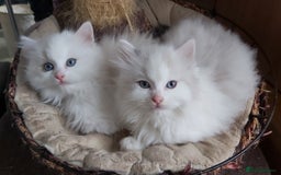 Ragdoll cats for sale: RAGDOLLS BICOLOUR BOY GIRLS BLUE EYES READY NOW  - Advert 32