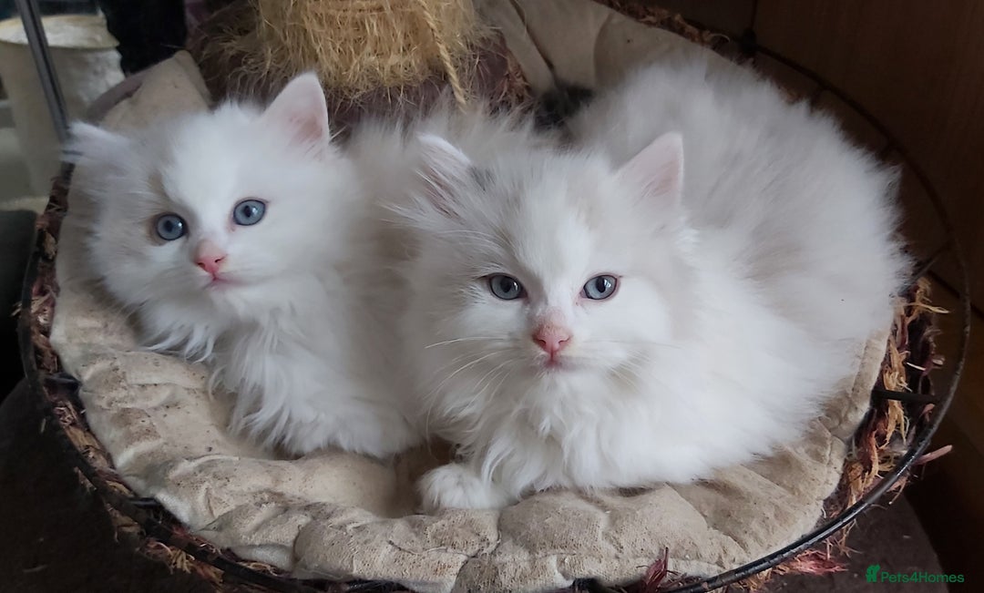 Ragdoll cats for sale: RAGDOLLS BICOLOUR BOY GIRLS BLUE EYES READY NOW  - Advert 32