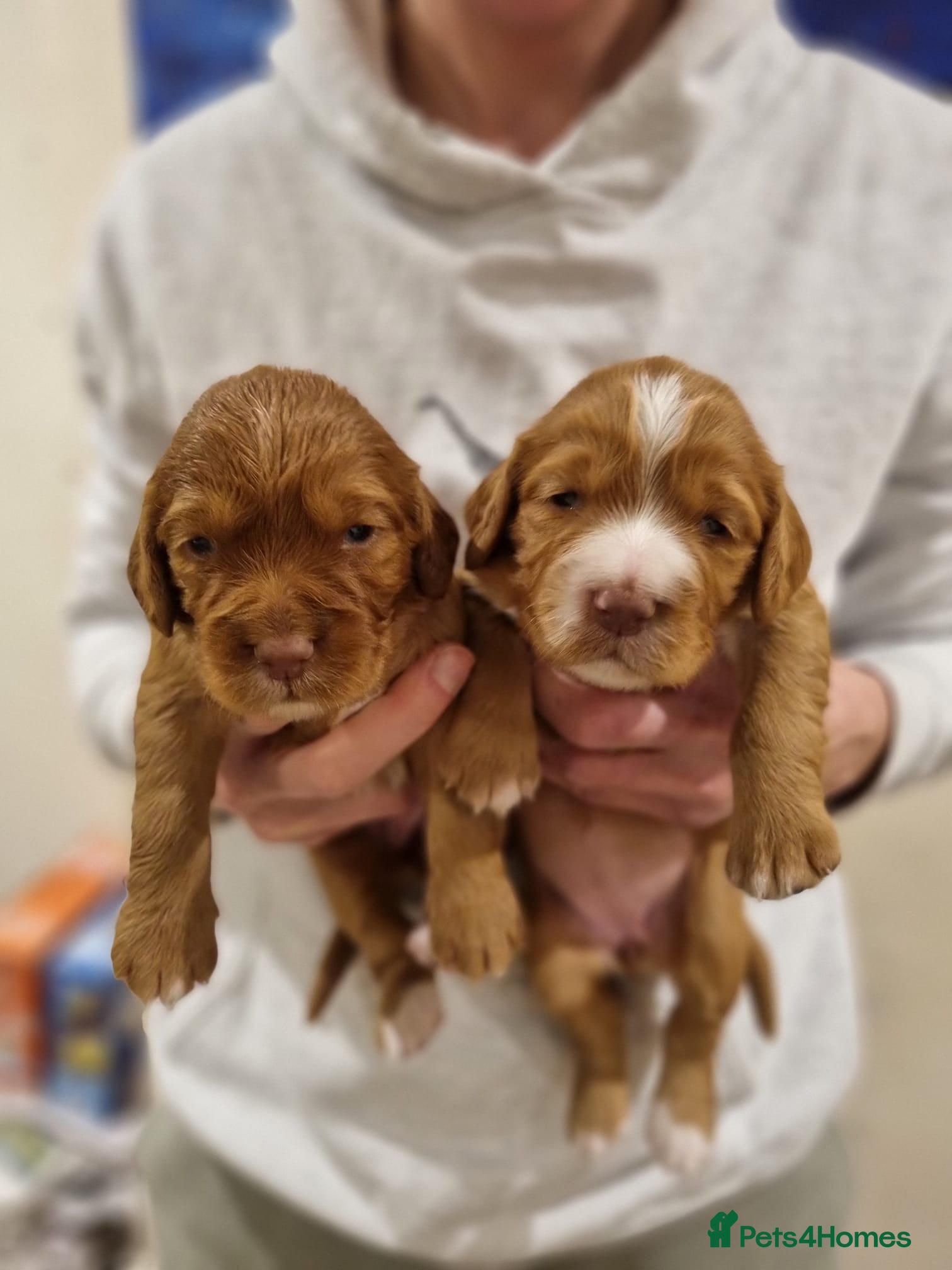 Cocker Spaniel dogs KC registered Cocker Spaniels from family home - Advert 12