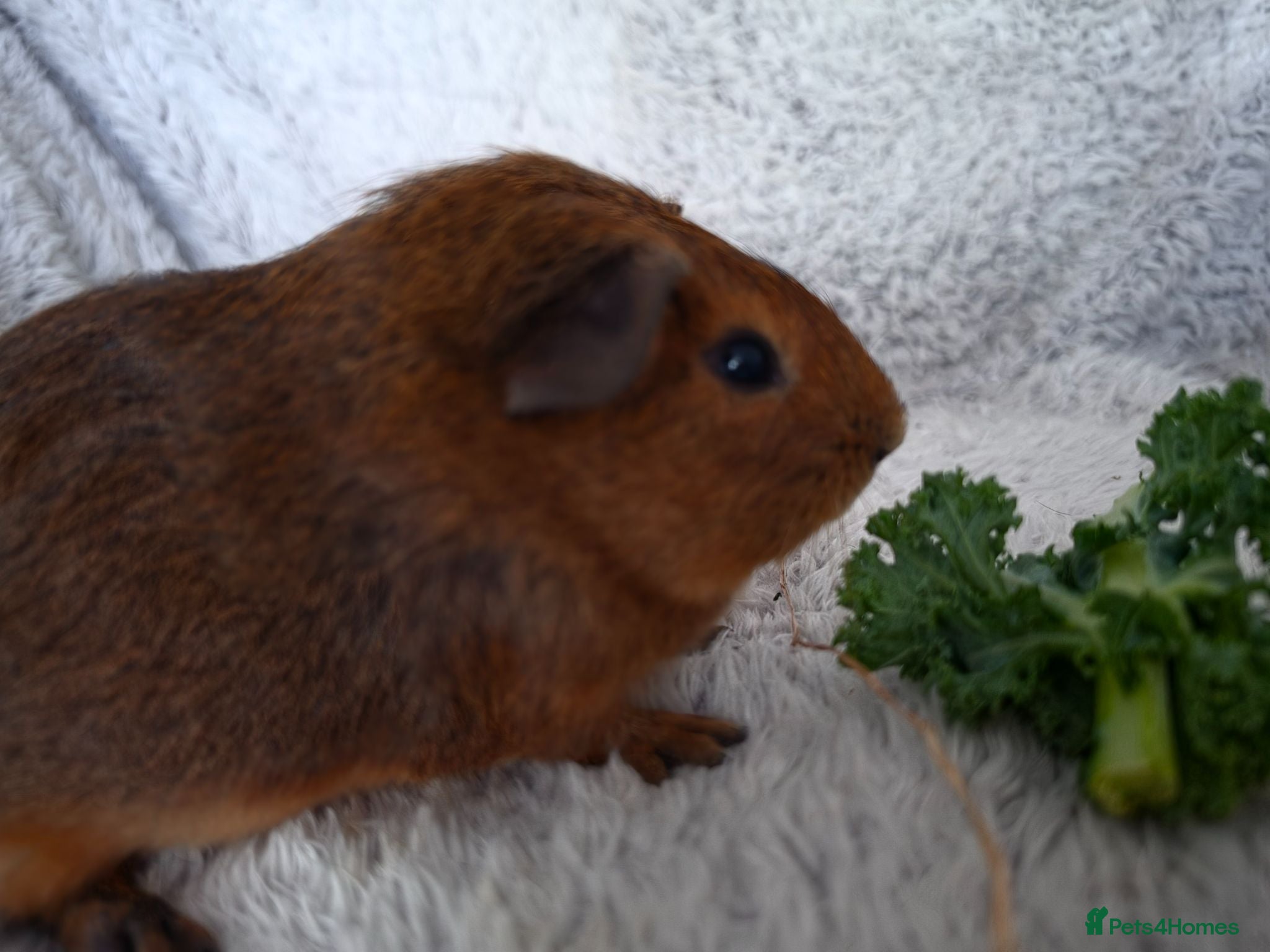 Guinea Pig rodents Boys rtl or reserve - Advert 1