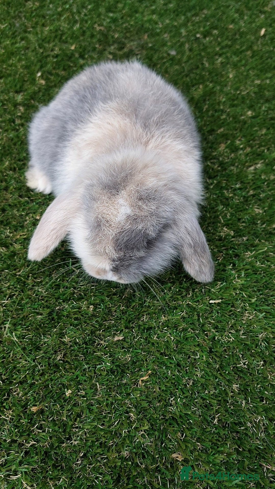 Mini Lop rabbits for sale: Adorable mini lop baby rabbits ready now - Advert 4