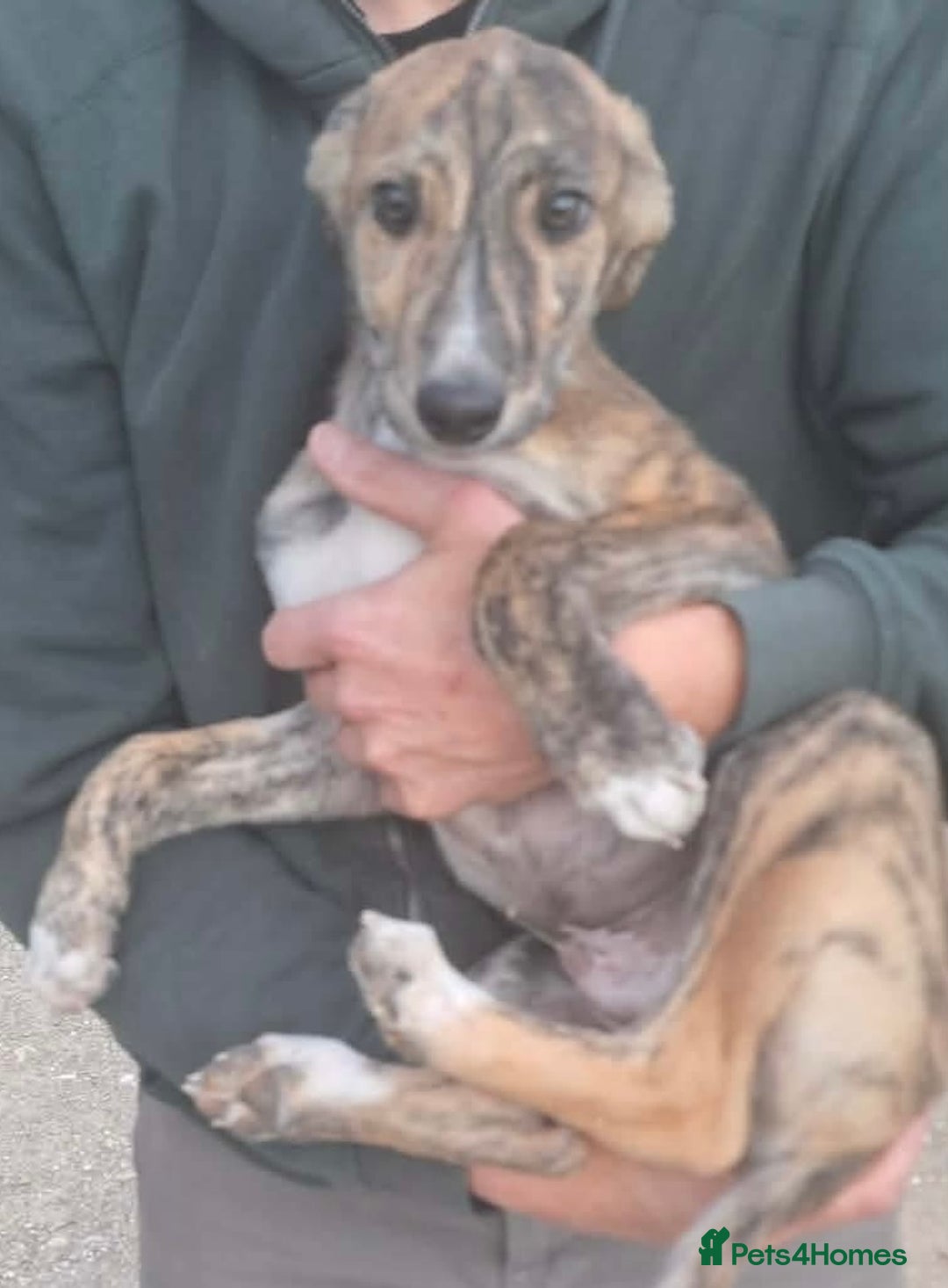 Mixed Breed dogs for adoption: Taz needs a loving home  - Advert 4