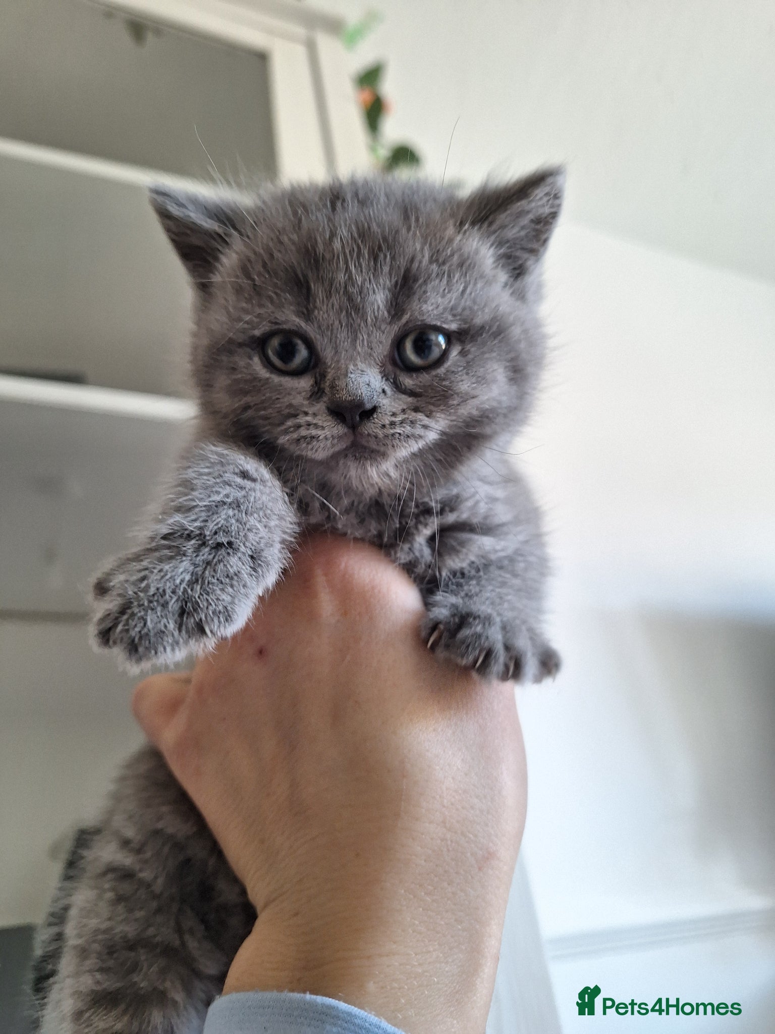 British Shorthair cats Absolutely outstanding british shorthair kittens  - Advert 1