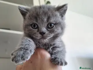 British Shorthair cats Absolutely outstanding british shorthair kittens - Advert 4