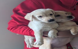 Labrador Retriever dogs for sale: KC Reg many Champion lines Drakeshead in pedigree  - Image 11