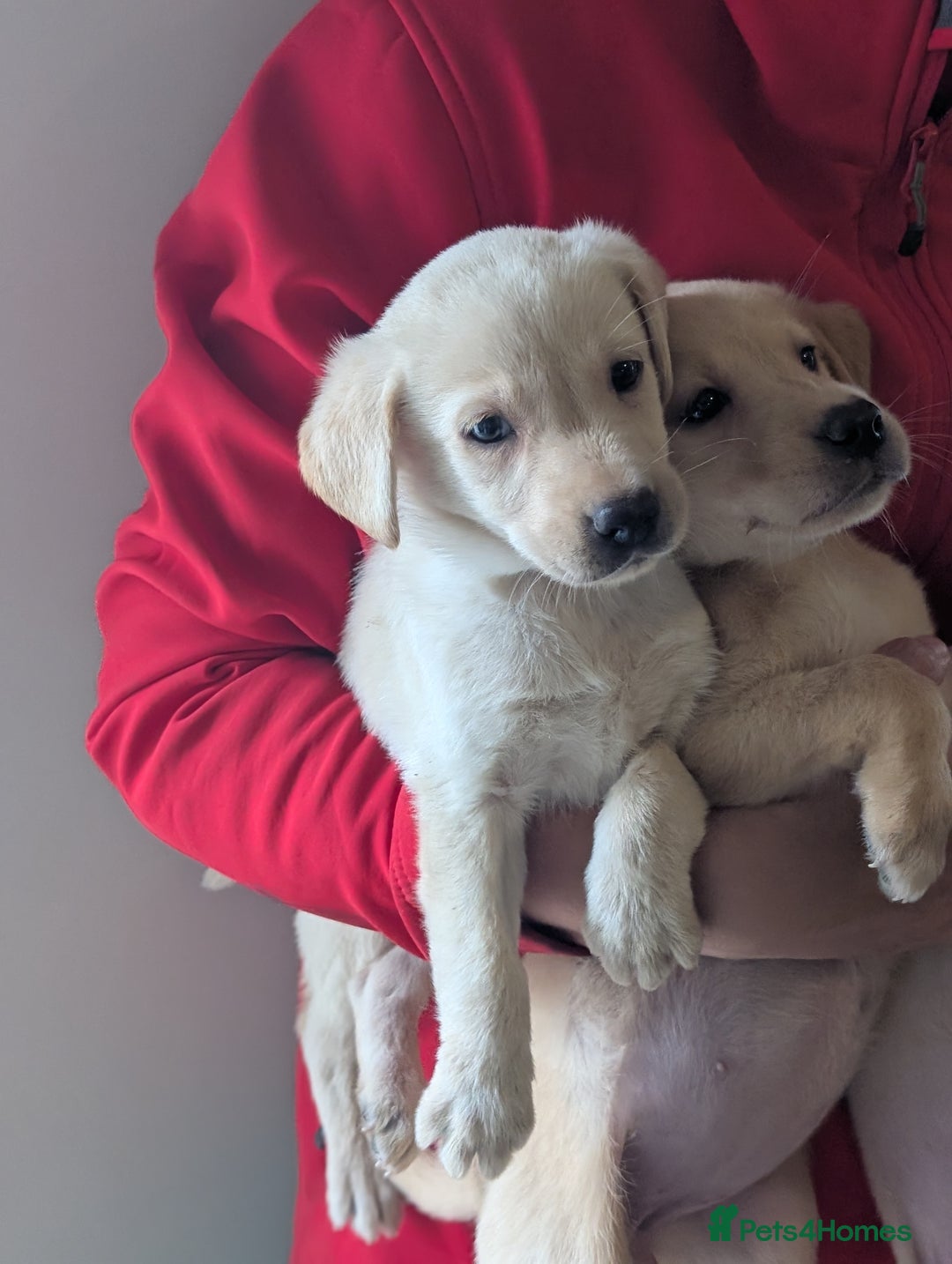 Labrador Retriever dogs for sale: KC Reg many Champion lines Drakeshead in pedigree  - Image 11