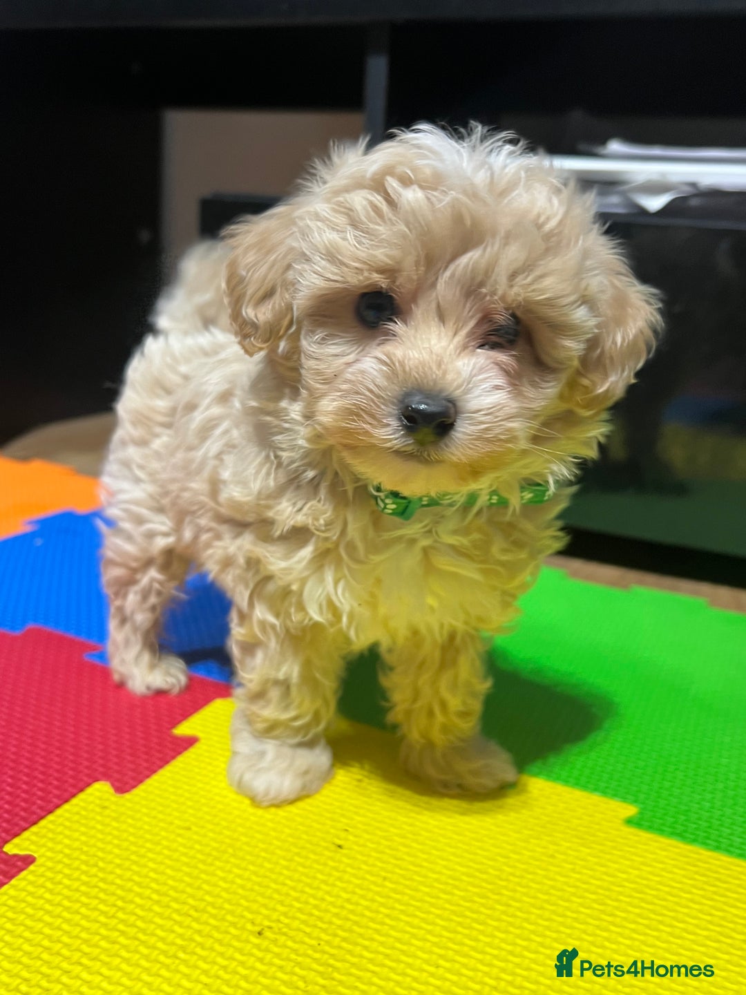 Maltipoo dogs for sale: Maltipoo F1 Males💙 - Advert 13