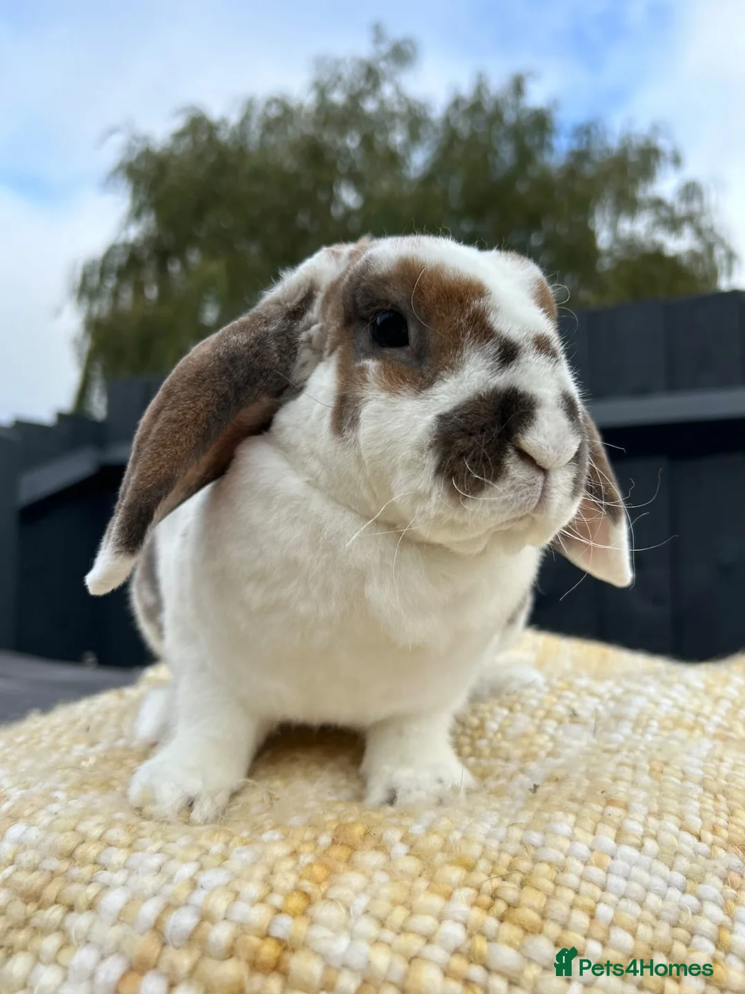 Mini Lop rabbits for sale: Mini Plush Lop Girls  - Advert 3