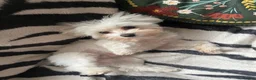 Maltese dogs for stud: Dog for stud in Glasgow - Advert 2