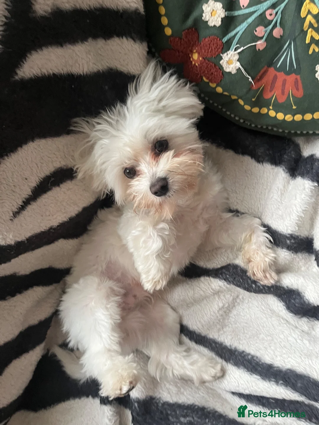 Maltese dogs for stud: Dog for stud in Glasgow - Advert 2