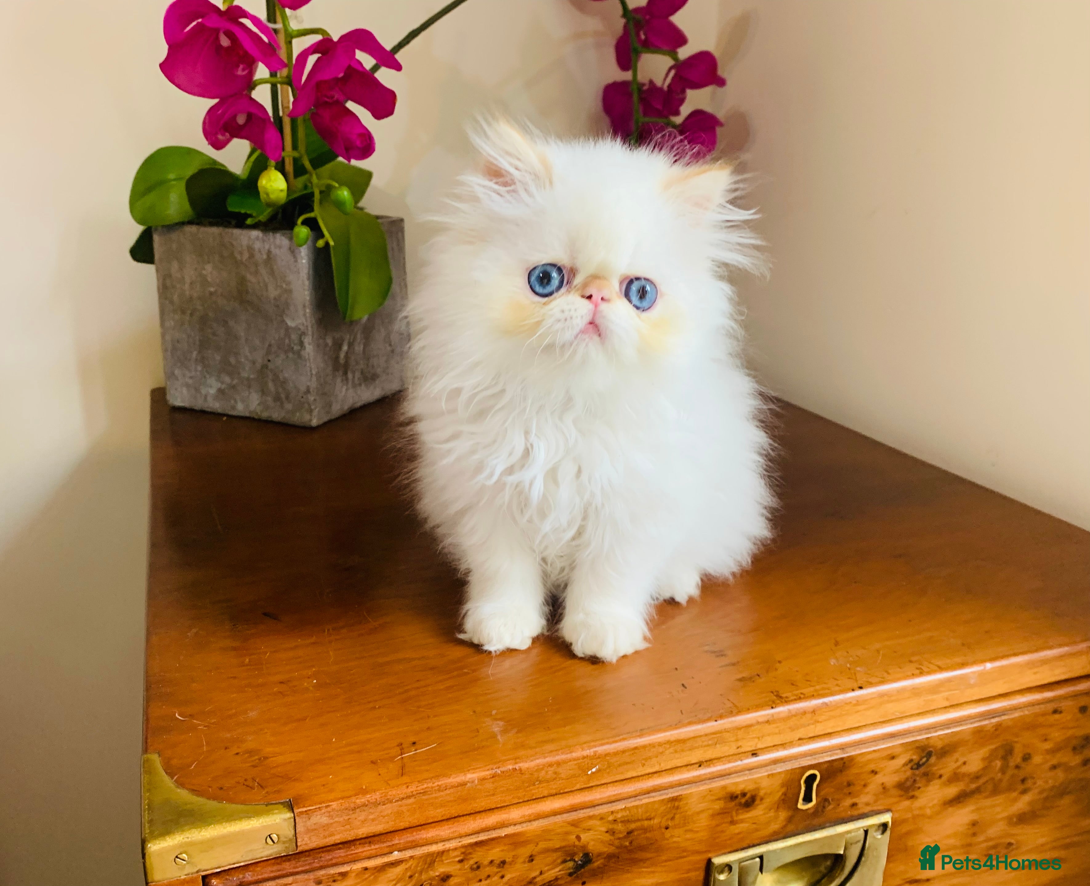 Persian cats Stunning GCCF Blue Eye Persian Babies  - Advert 6