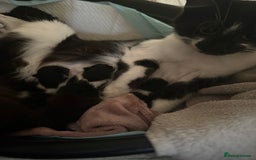 Chartreux cats for sale: 3 kittens for new homes - Image 1