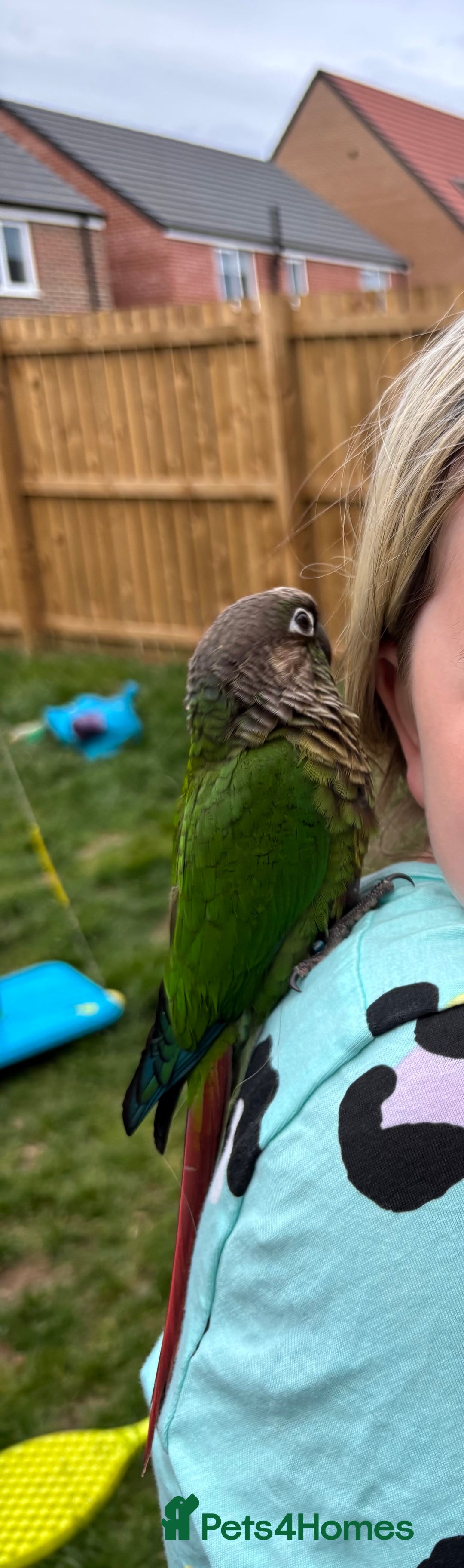 Conures birds for sale: Hand reared very tame conure - Image 3