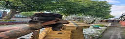 German Shepherd dogs for sale: German shepherd  - Advert 7