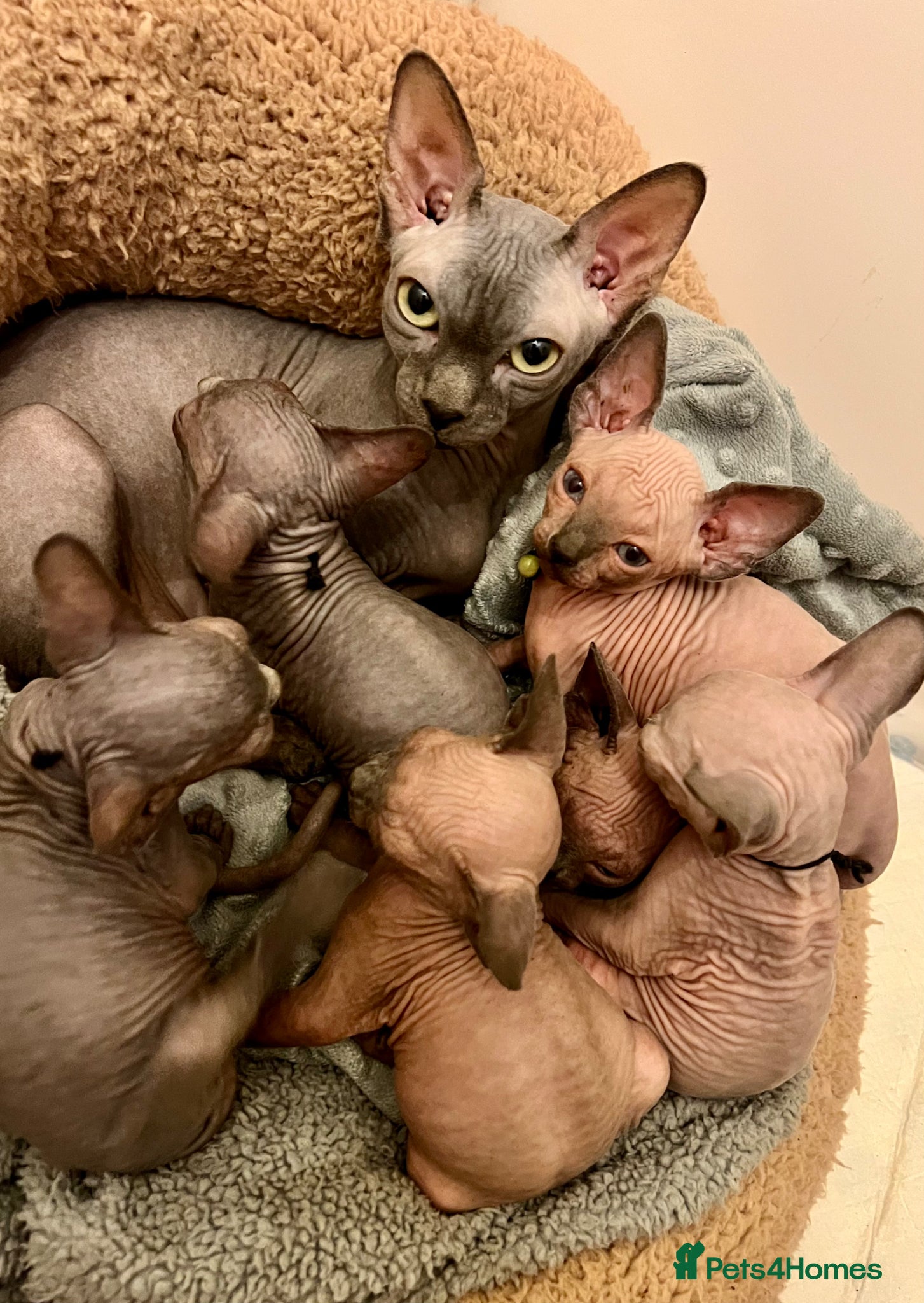 Sphynx cats Sphynx kittens✨ - Advert 2