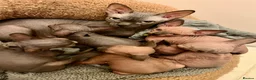 Sphynx cats for sale: Sphynx kittens✨ - Advert 2
