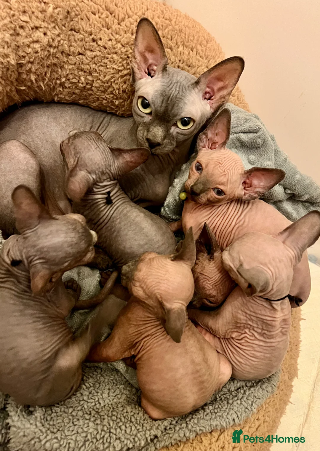 Sphynx cats for sale: Sphynx kittens✨ - Advert 2