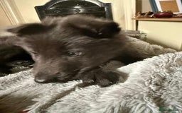 German Shepherd dogs for sale: 6 beautiful long haired German Shepards for sale! - Image 11