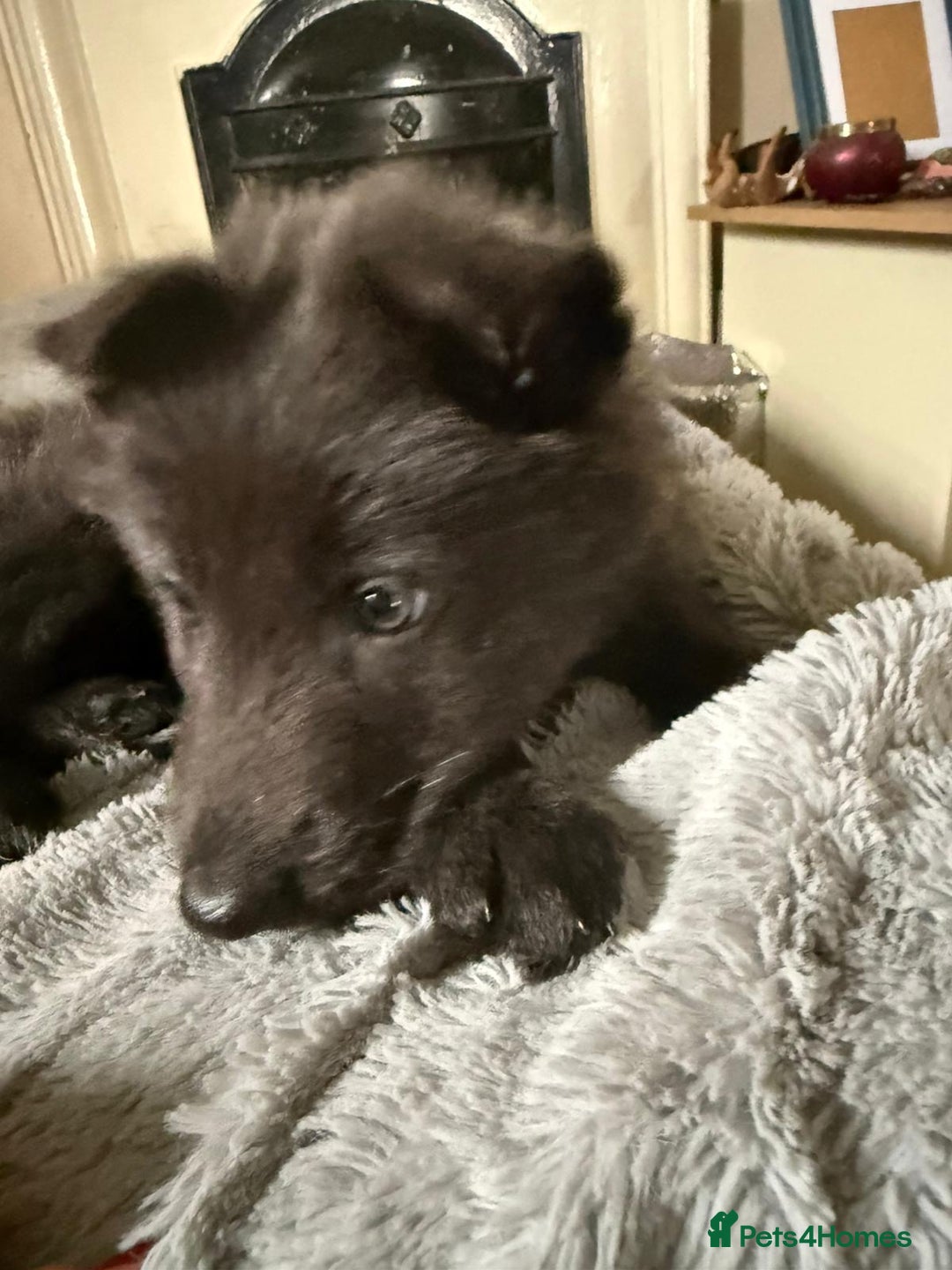 German Shepherd dogs for sale: 6 beautiful long haired German Shepards for sale! - Image 11