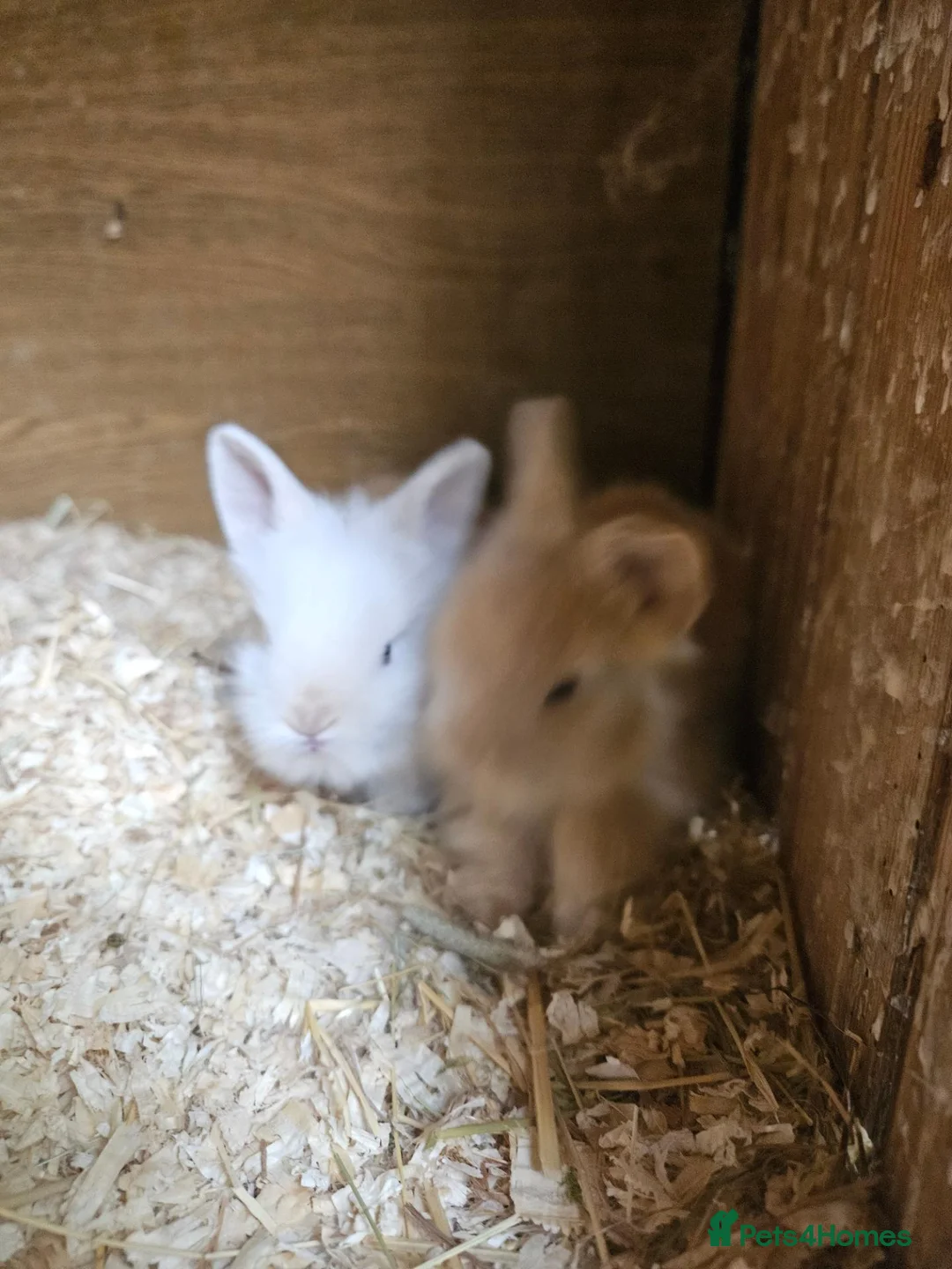 Lionhead rabbits for sale: Lionhead babies  - Advert 3