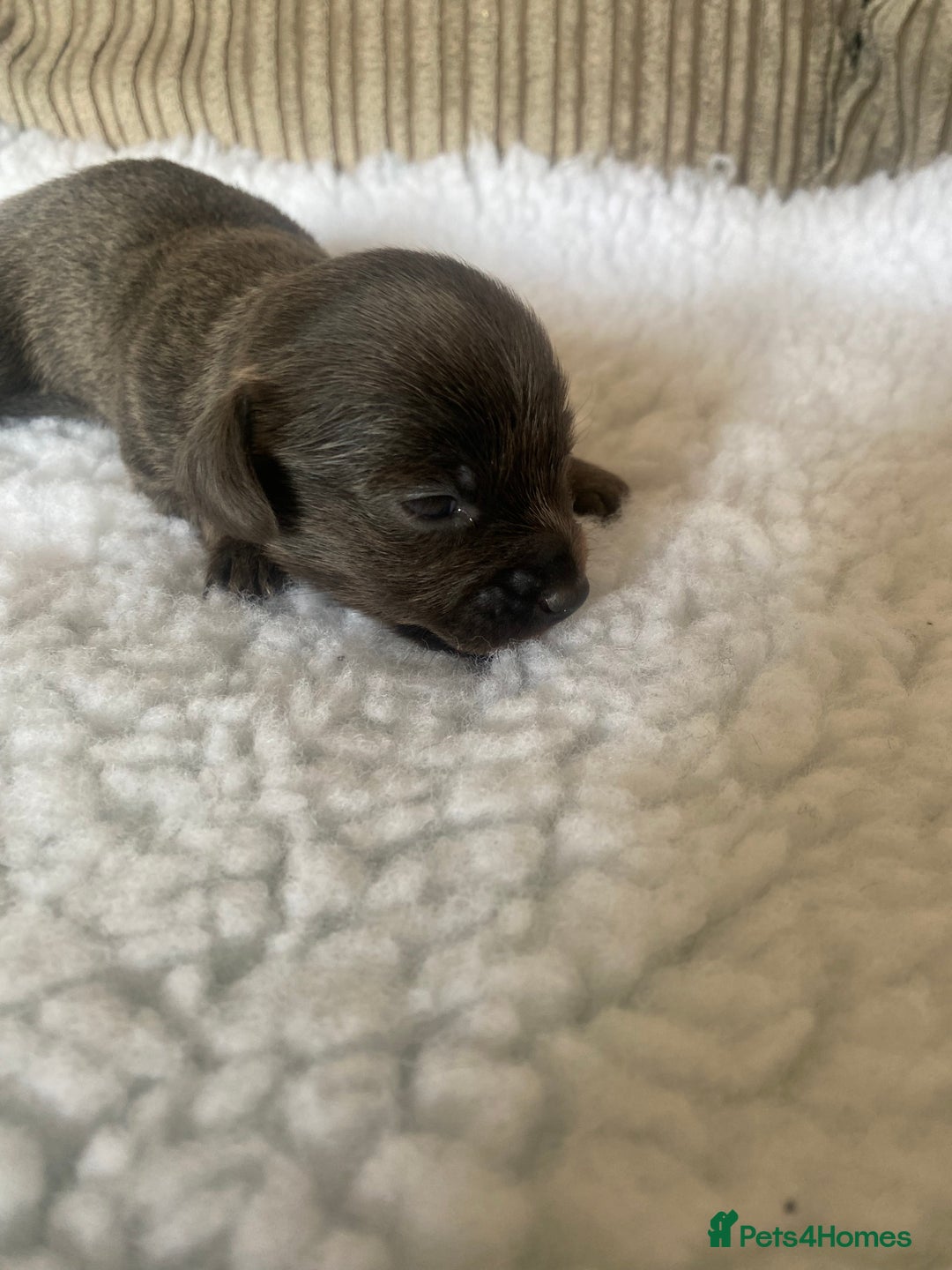 Mixed Breed dogs for sale: Tiny chiweenie puppy’s  - Image 12